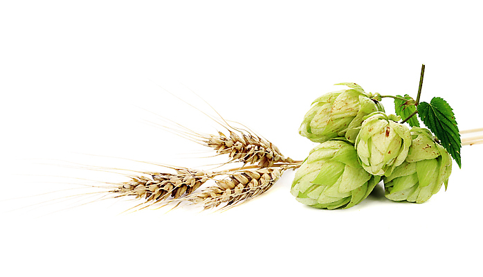 포토 JPG 해외이미지 잎 실내 사람없음 여러개 흰배경 벼이삭 해외202004 홉 해외포토 식물 다수 백그라운드 내부 흰색 이삭 파일형식 이미지허브