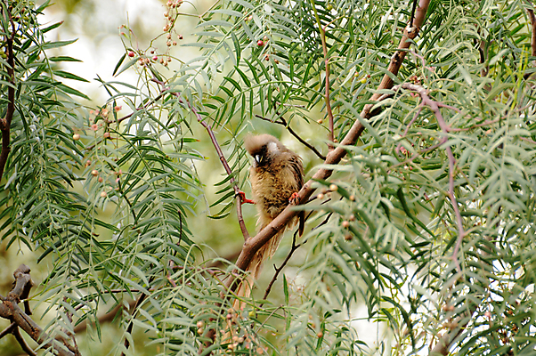 포토 JPG 해외이미지 동물 야생동물 아프리카 조류 사람없음 배고픔 사파리 탄자니아 해외202004 해외포토 나라 파일형식 이미지허브