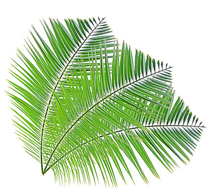 포토 JPG 해외이미지 나무 식물 줄기 백그라운드 잎 패턴 곡선 자연 손바닥 사람없음 초록색 성장 흰색 나뭇가지 숲 코코넛 고립 해외202004 해외포토 손 선 컬러 무늬 과일 생태계 파일형식 이미지허브