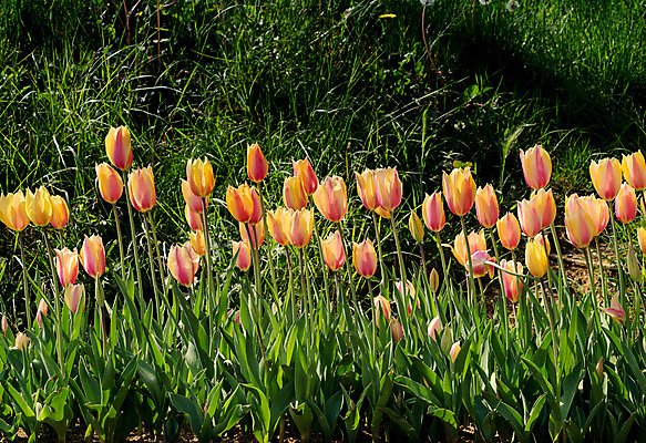 포토 JPG 해외이미지 식물 디자인 계절 공원 꽃잎 꽃 행복 유럽 꽃다발 백그라운드 꽃무늬 밭 자연 추상 선물 사랑 미술 사람없음 야외 장식 초록색 컬러풀 정원 봄 활발 튤립 벚꽃 침대 인사 신선 개화 4월 5월 다발 꽃집 강렬 구성 인공 해외202004 해외포토 공공시설 감정 나라 컬러 가구 컨셉 무늬 농업 문화예술 상점 예절 날짜 생태계 파일형식 이미지허브