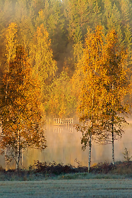 포토 JPG 해외이미지 나무 호수 아침 사람없음 물 강 안개 가을 해외202004 해외포토 주간 자연요소 식물 계절 날씨 파일형식 이미지허브