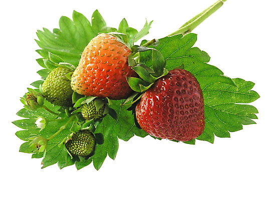 포토 JPG 해외이미지 음료 음식 잎 다이어트 과일 딸기 디저트 건강 사람없음 빨간색 초록색 얼음 주스 추위 신선 그룹 달콤 시원함 큐브 상쾌 유기농 날것 내추럴 떨림 고립 저칼로리 해외202004 해외포토 자연요소 식물 웰빙 감정 컬러 모션 맛 파일형식 이미지허브