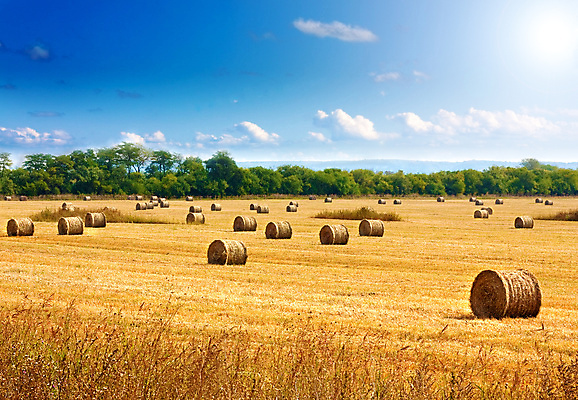 포토 JPG 해외이미지 주간 나무 구름 농업 하늘 풍경 사람없음 야외 농경지 짚더미 뭉치 해외202004 해외포토 자연요소 식물 산업 농장 볏짚 파일형식 더미 이미지허브