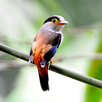 포토 JPG 해외이미지 나무 동물 공원 야생동물 날개 자연 조류 사람없음 야외 여름 컬러풀 노란색 정원 봄 흰색 나뭇가지 은색 숲 작음 가득함 깃털 길이 동물상 뒤뜰 해외202004 해외포토 식물 계절 공공시설 컬러 조형물 크기 생태계 파일형식 이미지허브