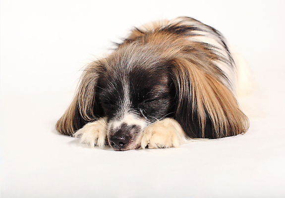 포토 JPG 해외이미지 1 나비 장난 포유류 사람없음 반려동물 갈색 스패니얼 흰색 개 강아지 작음 발사 대륙 귀 부드러움 솜털 송곳니 거짓말 고립 기르기 총구 해외202004 해외포토 동물 컬러 곤충 신체부위 감각 치아 크기 돌봄 파일형식 이미지허브