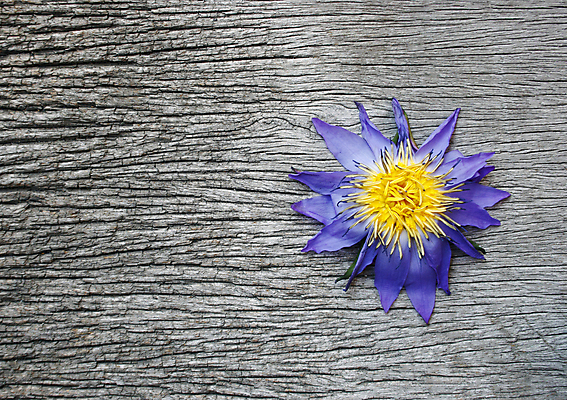 포토 JPG 해외이미지 꽃 분홍색 건조 사람없음 물 갈색 보라색 죽음 닫기 해외202004 해외포토 자연요소 식물 컬러 모션 파일형식 이미지허브