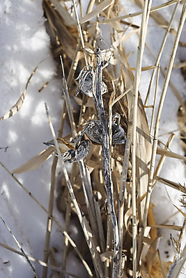 포토 JPG 해외이미지 식물 겨울 자연 건조 씨앗 사람없음 빛 냉동 회색 추위 죽음 묘사 서리 해외202004 해외포토 계절 컬러 생태계 파일형식 이미지허브