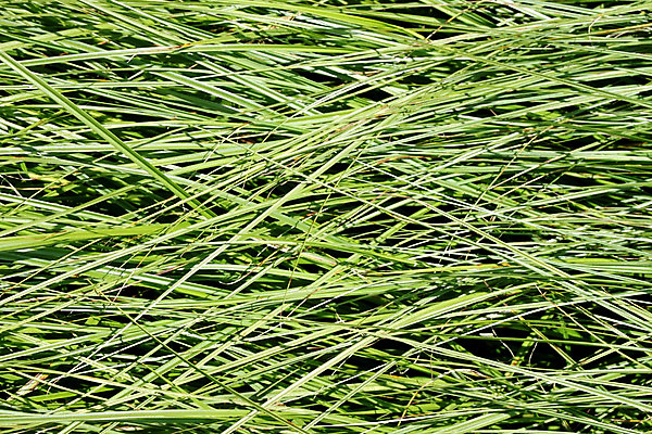 포토 JPG 해외이미지 음식 백그라운드 농업 비즈니스 자연 사람없음 초록색 물 환경 정원 물방울 신선 떨어짐 주식 순수 질감 블러 해외202004 해외포토 자연요소 산업 컬러 컨셉 금융 생태계 파일형식 이미지허브