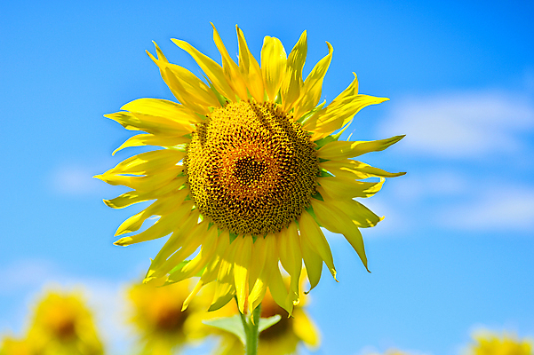 포토 JPG 해외이미지 구름 백그라운드 꽃밭 하늘 해바라기 사람없음 노란색 활발 해외202004 해외포토 자연요소 꽃 컬러 컨셉 파일형식 이미지허브