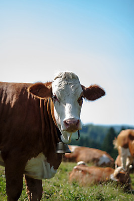 포토 JPG 해외이미지 동물 얼굴 음식 밭 농업 자연 하늘 산 독일 육류 풍경 사람없음 목재 초록색 여름 농장 농경지 갈색 머리 가축 소고기 우유 자유 종 흰색 시골 그룹 소 군중 주식 숲 방목 먹기 언덕 유기농 꼬리 알프스 귀 밭일 찰과상 바이에른 해외202004 해외포토 나무 웰빙 계절 유럽 산업 컬러 컨셉 식재료 재료 포유류 모션 유제품 사람 신체부위 금융 축산업 상처 생태계 파일형식 이미지허브