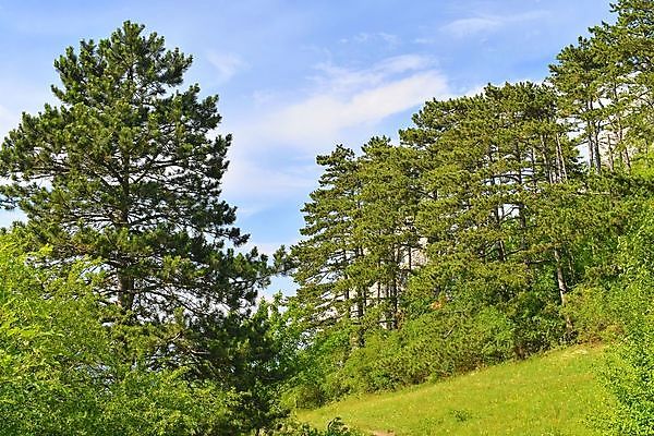 포토 JPG 해외이미지 나무 식물 유럽 산업 여행 백그라운드 밭 농업 건축양식 자연 하늘 산 파노라마 풍경 사람없음 야외 초록색 여름 파란색 마을 와인 봄 성장 흰색 시골 숲 언덕 포도밭 포도나무 지역 체코 남쪽 내추럴 공화국 옛날 모라비아 해외202004 해외포토 계절 건축 나라 컬러 주류 촬영기법 과일나무 방향 생태계 파일형식 이미지허브