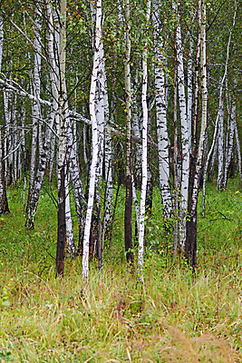 포토 JPG 해외이미지 나무 식물 계절 공원 신체 자연 사람없음 야외 초록색 금지 숲 그림 러시아 자작나무 해외202004 해외포토 공공시설 유럽 컬러 생태계 파일형식 이미지허브