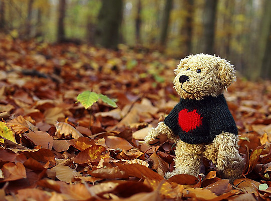 포토 JPG 해외이미지 어린이 곰 사람없음 장난감 숲 마스코트 해외202004 해외포토 동물 포유류 사람 파일형식 이미지허브