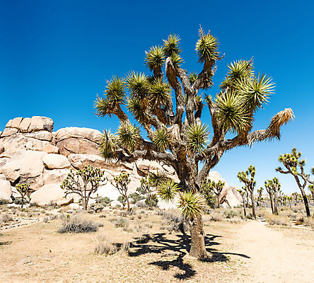 포토 JPG 해외이미지 나무 식물 공원 자연 국립공원 손바닥 풍경 사람없음 야외 초록색 여름 파란색 쌓기 사막 황무지 캘리포니아 내추럴 해외202004 해외포토 손 계절 공공시설 컬러 모션 미국 생태계 파일형식 이미지허브