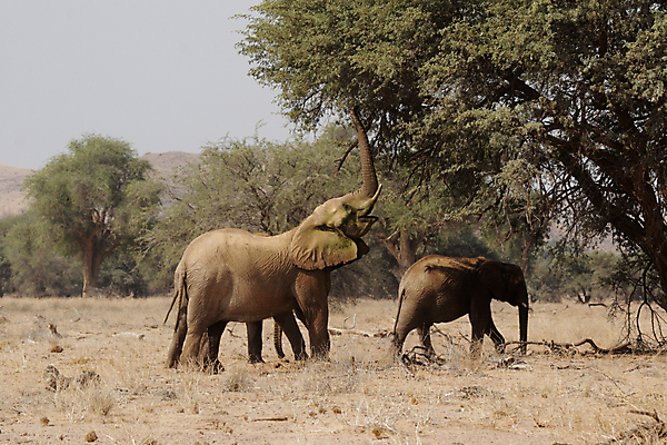 포토 JPG 해외이미지 나무 동물 야생동물 포유류 아프리카 자연 코끼리 건조 사람없음 초록색 회색 사막 주름 큼 먹기 사파리 아카시아 나미비아 스텝 해외202004 해외포토 식물 나라 컬러 모션 크기 생태계 남아프리카 파일형식 이미지허브