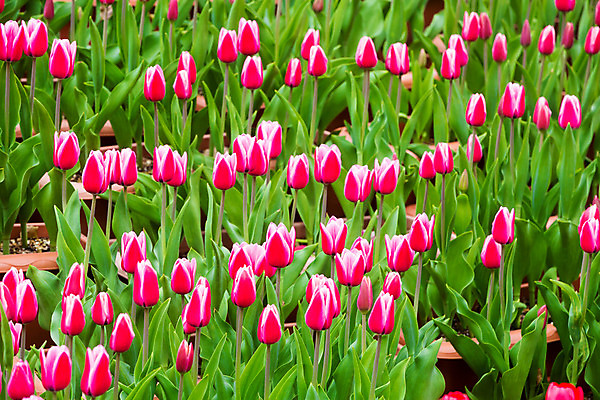 포토 JPG 해외이미지 식물 계절 공원 꽃잎 꽃 줄기 분홍색 백그라운드 잎 꽃무늬 밭 자연 사람없음 빨간색 초록색 컬러풀 노란색 정원 보라색 봄 활발 튤립 벚꽃 흰색 신선 제비꽃 즐거움 만족 내추럴 완벽 직진 많음 해외202004 해외포토 공공시설 감정 컬러 컨셉 무늬 농업 생태계 파일형식 이미지허브