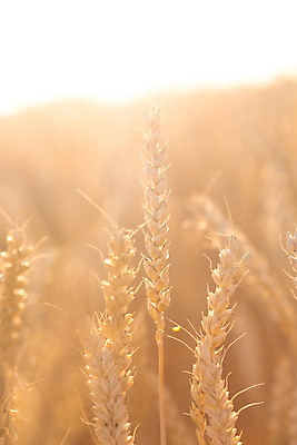 포토 JPG 해외이미지 식물 공원 음식 백그라운드 농업 자연 하늘 바람 사람없음 빛 농작물 햇빛 태양 농경지 노란색 황혼 일몰 수확 시골 끝 닫기 시리얼 밀 가득함 원예 보리 밀가루 밀짚 재앙 화창 해외202004 해외포토 자연요소 공공시설 산업 컬러 모션 날씨 곡류 취미 농장 노을 짚 가루 생태계 파일형식 이미지허브