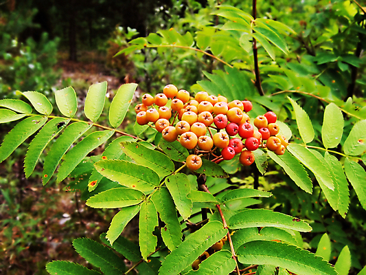 포토 JPG 해외이미지 계절 열매 곤충 백그라운드 잎 오렌지 자연 날씨 휴가 산 선물 사람없음 가로 침묵 숲 즐거움 내추럴 재 해외202004 해외포토 식물 동물 감정 과일 소리 생태계 파일형식 이미지허브
