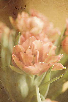 포토 JPG 해외이미지 꽃 분홍색 꽃다발 따뜻함 사람없음 장식 초록색 꽃병 봄 튤립 4월 해외202004 해외포토 식물 계절 컬러 날짜 파일형식 이미지허브