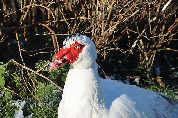 포토 JPG 해외이미지 동물 1 공원 야생동물 농업 발 조류 오리 서기 사람없음 야외 빨간색 반려동물 농장 머리 얼음 흰색 시골 닫기 깃털 부리 물새 계산서 내추럴 해외202004 해외포토 자연요소 공공시설 산업 컬러 모션 신체부위 파일형식 이미지허브