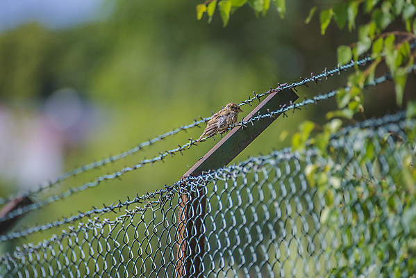 포토 JPG 해외이미지 동물 유럽 야생동물 날개 노래 자연 조류 노르웨이 앉기 사람없음 야외 초록색 울타리 갈색 자유 관찰 작음 깃털 부리 참새 내추럴 동물상 철책 해외202004 해외포토 나라 음악 컬러 컨셉 모션 담장 조형물 크기 생태계 파일형식 이미지허브