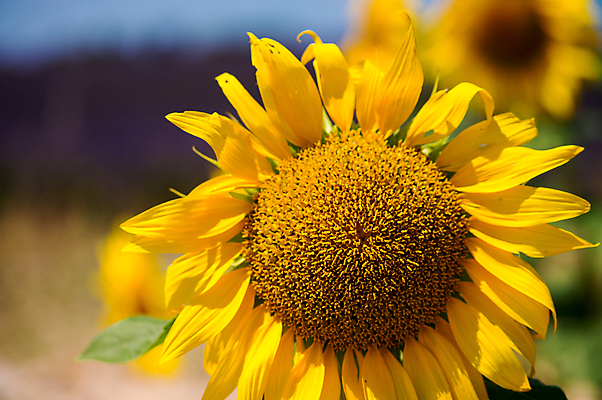 포토 JPG 해외이미지 나무 식물 꽃 유럽 여행 밭 자연 하늘 휴가 해바라기 산 주택 풍경 사람없음 여름 파란색 태양 노란색 여행객 환경 활발 프랑스 벚꽃 시골 개화 그림 향기 라벤더 내추럴 프랑스어 파멸 프로방스 많음 해외202004 해외포토 자연요소 문자 계절 나라 컬러 컨셉 농업 사람 건물 허브 생태계 냄새 파일형식 소멸 이미지허브