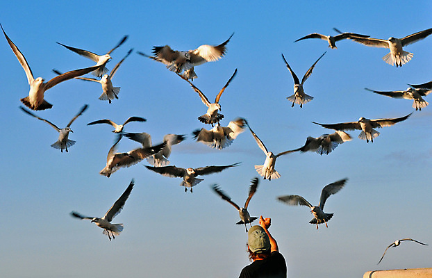 포토 JPG 해외이미지 동물 야생동물 섬 셔츠 날개 갈매기 조류 하늘 사람 사람없음 파란색 검은색 경쟁 자유 황무지 우아함 먹기 배고픔 깃털 포트 무료 수유 캡모자 투쟁 해외202004 해외포토 모자_잡화 컬러 컨셉 상의 모션 파일형식 이미지허브