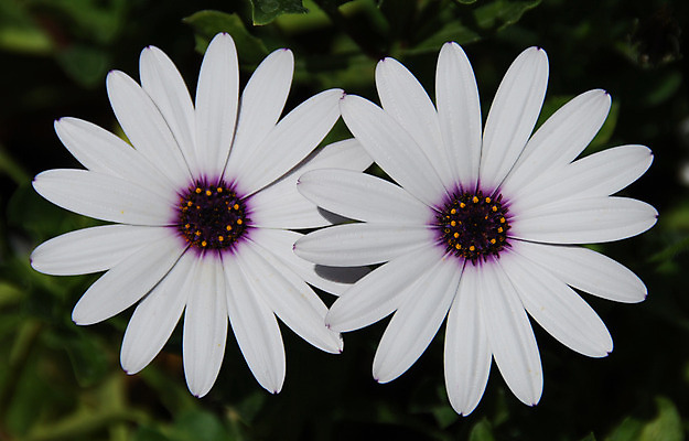 포토 JPG 해외이미지 식물 커플 꽃잎 꽃 줄기 백그라운드 잎 2 꽃무늬 패턴 밭 자연 사랑 사람없음 초록색 여름 노란색 머리 정원 봄 활발 성장 벚꽃 흰색 쌍 우아함 백합 작음 쌍둥이 심볼 순수 오브젝트 데이지 거베라 완전 해외202004 해외포토 계절 감정 컬러 컨셉 무늬 농업 가족 관계 신체부위 크기 생태계 파일형식 이미지허브