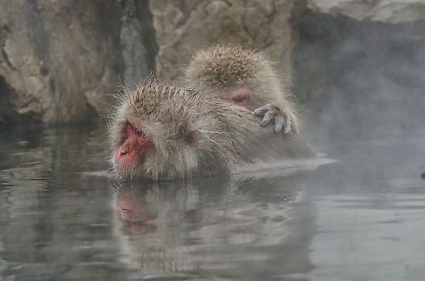 포토 JPG 해외이미지 나무 동물 공원 얼굴 야생동물 분홍색 조각 겨울 포유류 털 사람 사람없음 갈색 걷기 일본 얼음 봄 산책 추위 원숭이 표현 관찰 뜨거움 호기심 오르기 유인원 폭설 해외202004 해외포토 자연요소 식물 계절 공공시설 감정 아시아 컬러 컨셉 모션 휴식 눈_날씨 신체부위 자연재해 파일형식 이미지허브