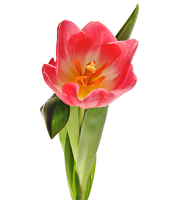 포토 JPG 해외이미지 식물 꽃잎 꽃 줄기 꽃다발 컨셉 꽃무늬 자연 휴가 부활절 기념 발렌타인데이 선물 사랑 미술 사람없음 장식 빨간색 초록색 컬러풀 정원 보라색 봄 튤립 벚꽃 흰색 인사 신선 신용카드 클래식 우아함 다발 배열 꽃집 묘사 내추럴 고립 해외202004 해외포토 계절 기념일 감정 컬러 무늬 데이이벤트 문화예술 금융 상점 예절 생태계 파일형식 이미지허브