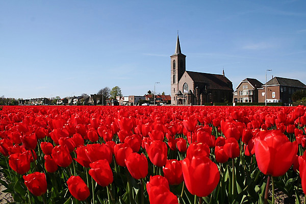 포토 JPG 해외이미지 식물 전통 꽃 농업 전구 풍경 사람없음 농장 튤립 네덜란드 밭일 해외202004 해외포토 유럽 산업 파일형식 이미지허브