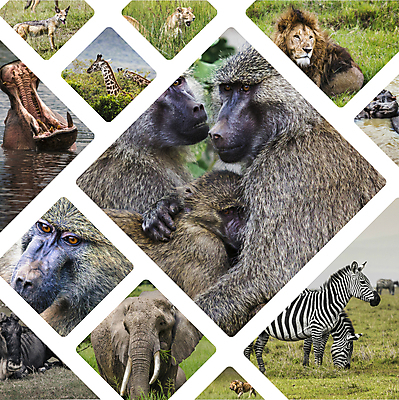 포토 JPG 해외이미지 동물 공원 야생동물 여행 백그라운드 포유류 아프리카 자연 코끼리 풍경 사람없음 야외 초록색 여름 황혼 새벽 9 그룹 군중 사자 수집 기린 사파리 육식동물 얼룩말 모음 하마 케냐 코뿔소 표범 내추럴 동물상 해외202004 해외포토 자연요소 계절 공공시설 나라 컬러 사람 한글 조형물 숫자 일몰 말_동물 생태계 파일형식 이미지허브