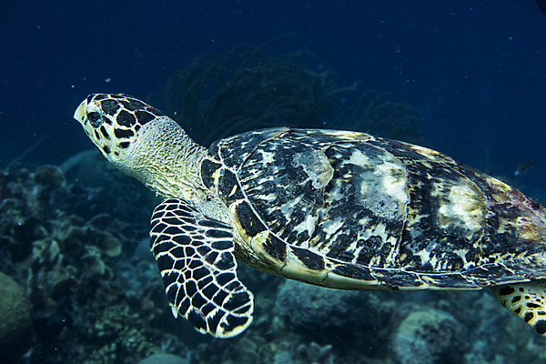 포토 JPG 해외이미지 동물 야생동물 모래 바다 백그라운드 패턴 사람없음 여름 파란색 바닷속 수중 거북이 다이빙 질감 눈금 암초 해외202004 해외포토 계절 컬러 무늬 파충류 수영 수중스포츠 파일형식 이미지허브