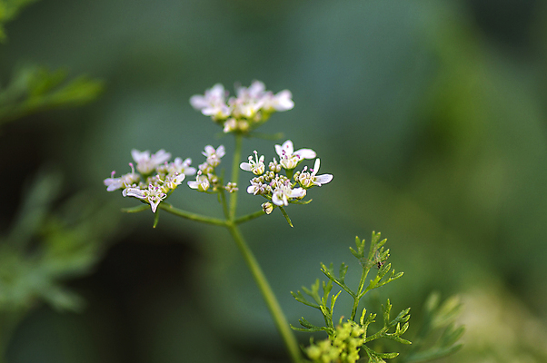포토 JPG 해외이미지 식물 꽃 음식 줄기 잎 밭 농업 다이어트 채소 자연 파슬리 건강 씨앗 동양인 사람없음 초록색 농작물 농장 정원 샐러드 흰색 시골 신선 양념 개화 고수 약초 땅 허브 향신료 유기농 향기 마살라 식용 해외202004 해외포토 웰빙 산업 컬러 인종 풀_식물 생태계 냄새 향미료 파일형식 이미지허브