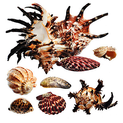 포토 JPG 해외이미지 디자인 별 모래 파도 바다 백그라운드 컨셉 패턴 곡선 자연 휴가 조개 미술 사람없음 야외 여름 컬러풀 환경 껍질 선택 수집 배열 묘사 질감 모음 내추럴 고립 생태학 이국적 파라다이스 많음 해외202004 해외포토 자연요소 계절 교육 선 컬러 무늬 문화예술 어패류 생태계 파일형식 이미지허브