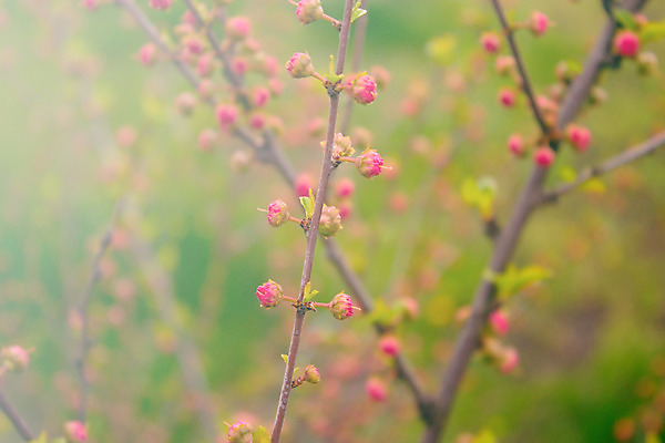 포토 JPG 해외이미지 나무 식물 계절 공원 꽃잎 꽃 줄기 잎 자연 새로움 사람없음 야외 가로 초록색 빛 태양 환경 정원 봄 성장 벚꽃 나뭇가지 숲 4월 땅 해외202004 해외포토 자연요소 공공시설 컬러 컨셉 날짜 생태계 파일형식 이미지허브