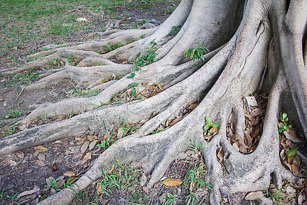 포토 JPG 해외이미지 나무 계절 공원 따뜻함 사람없음 야외 목재 초록색 빛 농장 갈색 노란색 힘 흙 성장 얽힘 야간 숲 무서움 원예 시스템 마법 지하 엘리먼트 옛날 해외202004 해외포토 자연요소 식물 공공시설 감정 컬러 농업 재료 취미 파일형식 이미지허브