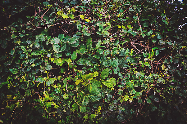 포토 JPG 해외이미지 나무 식물 디자인 배너 공원 백그라운드 잎 꽃무늬 패턴 밭 자연 추상 미술 사람없음 야외 장식 가로 초록색 환경 정원 어둠 봄 젖음 성장 신선 떨어짐 숲 이슬 유기농 질감 에메랄드 내추럴 엘리먼트 해외202004 해외포토 웰빙 계절 공공시설 꽃 컬러 컨셉 무늬 농업 문화예술 보석 생태계 파일형식 이미지허브