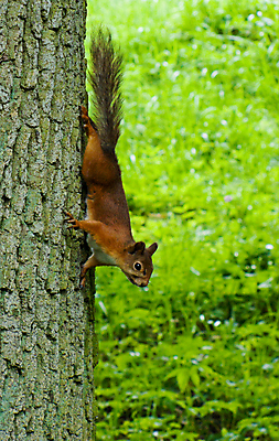 포토 JPG 해외이미지 동물 공원 야생동물 자연 벽지 털 사람없음 목재 가을 설치류 숲 호기심 다람쥐 솜털 서식지 경보 해외202004 해외포토 나무 계절 공공시설 감정 컨셉 재료 생태계 파일형식 이미지허브