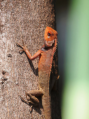 포토 JPG 해외이미지 식물 동물 척추동물 응시 남자 야생동물 오렌지 파충류 자연 왕관 생물 수염 동물원 사람없음 야외 옆모습 가로 반려동물 컬러풀 환경 나뭇가지 용 숲 땅 피부 눈금 꼬리 도마뱀 에콰도르 이구아나 느림 스파이크 동물상 이국적 집게발 카멜레온 해외202004 해외포토 나무 시선 뷰포인트 컬러 과일 사람 신체부위 조형물 남아메리카 생태계 파일형식 이미지허브