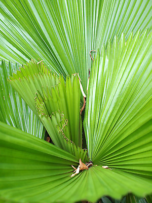 포토 JPG 해외이미지 나무 식물 선 백그라운드 잎 패턴 자연 추상 프레임 손바닥 사람없음 야외 초록색 빛 정원 활발 성장 신선 정상 묘사 유기농 질감 내추럴 해외202004 해외포토 손 웰빙 컬러 컨셉 무늬 생태계 파일형식 이미지허브