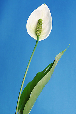 포토 JPG 해외이미지 식물 꽃 줄기 잎 꽃무늬 자연 사람없음 초록색 평화 봄 벚꽃 광택 해외202004 해외포토 계절 컬러 컨셉 무늬 생태계 파일형식 이미지허브