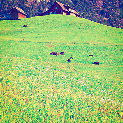 포토 JPG 해외이미지 나무 식물 동물 계절 꽃 유럽 밭 농업 포유류 자연 염소 산 주택 풍경 사람없음 야외 초록색 농장 농경지 마을 가축 봄 목장 수확 시골 개화 소 군중 숲 방목 스위스 언덕 복고 정사각형 알프스 샬레 소셜네트워크 찰과상 필터 목가 세련 해외202004 해외포토 도형 나라 산업 컬러 실험기구 사람 건물 축산업 상처 생태계 파일형식 이미지허브