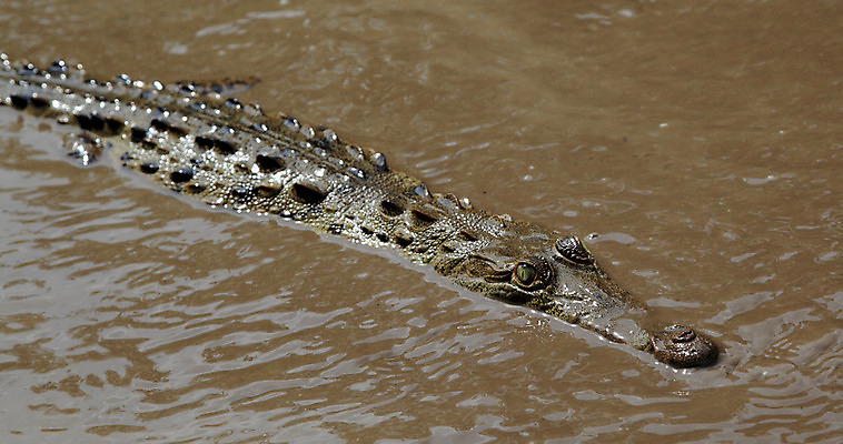 포토 JPG 해외이미지 동물 야생동물 파충류 자연 생물 사람없음 물 강 수영 중앙아메리카 수로 육식동물 악어 진흙 서식지 코스타리카 해외202004 해외포토 자연요소 아메리카 수상스포츠 생태계 파일형식 이미지허브