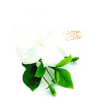 포토 JPG 해외이미지 식물 꽃잎 꽃 백그라운드 꽃무늬 자연 건강 사람없음 장식 벚꽃 흰색 개화 허브 하와이 고립 꽃수술 이국적 하와이인 히비스커스 해외202004 해외포토 외국인 컬러 무늬 미국 생태계 파일형식 이미지허브