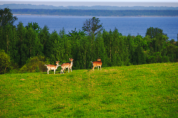 포토 JPG 해외이미지 동물 계절 공원 야생동물 백그라운드 밭 포유류 자연 사슴 풍경 성인 사람없음 야외 맑음 봄 시골 숲 송아지 동물상 해외202004 해외포토 공공시설 새끼 농업 날씨 사람 조형물 소 생태계 파일형식 이미지허브