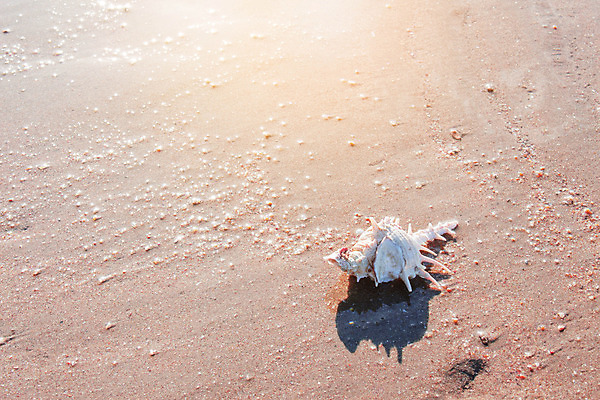 포토 JPG 해외이미지 계절 모래 바다 여행 백그라운드 자연 아침 휴가 조개 휴식 전등 풍경 해변 사람없음 야외 물 여름 햇빛 일출 맑음 젖음 껍질 흰색 저녁 묘사 내추럴 이국적 파라다이스 해외202004 해외포토 주간 자연요소 컬러 컨셉 날씨 어패류 조명 태양 노을 야간 생태계 파일형식 이미지허브