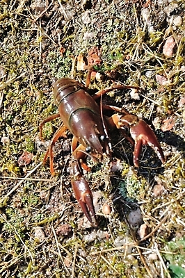 포토 JPG 해외이미지 동물 야생동물 조개 요리 사람없음 물 강 연못 가재 해산물 민물 해외202004 해외포토 자연요소 어패류 갑각류 파일형식 이미지허브