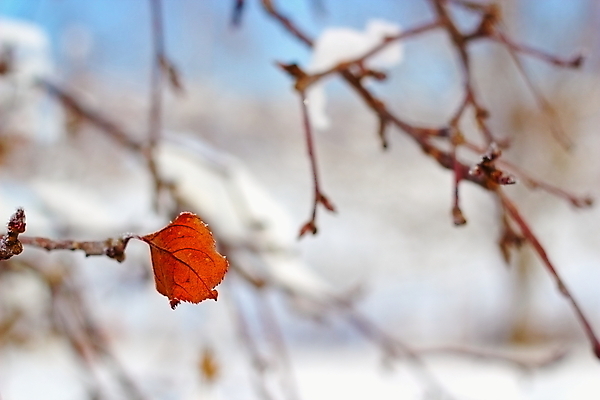 포토 JPG 해외이미지 나무 식물 백그라운드 잎 겨울 오렌지 자연 추상 사람없음 빨간색 컬러풀 갈색 노란색 환경 정원 활발 추위 슬픔 성장 흰색 나뭇가지 신선 고독 사과 묘사 유기농 질감 보케 시들음 정맥 내추럴 해외202004 해외포토 웰빙 계절 감정 컬러 컨셉 무늬 과일 생태계 혈관 파일형식 이미지허브