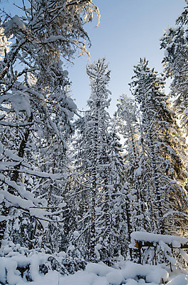 포토 JPG 해외이미지 나무 계절 공원 여행 백그라운드 크리스마스 겨울 자연 하늘 날씨 새로움 풍경 사람없음 야외 목재 파란색 햇빛 얼음 추위 백발 흰색 나뭇가지 소나무 숲 시원함 12월 서리 장면 침엽수 솜털 전나무 1월 내추럴 폭설 눈내림 해외202004 해외포토 자연요소 식물 헤어스타일 공공시설 기념일 컬러 컨셉 재료 눈_날씨 태양 날짜 자연재해 생태계 파일형식 이미지허브